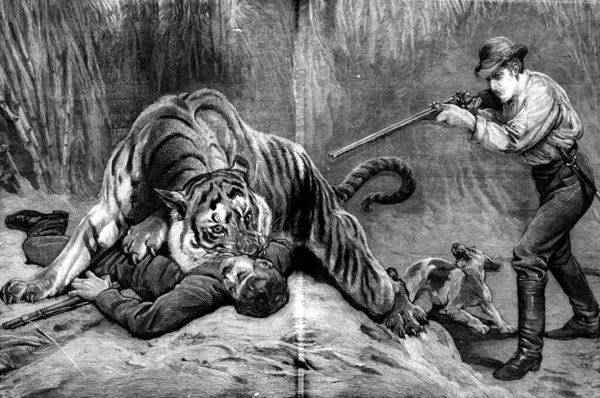 Covo Della Tigre Tigre Saltò Alla Gola Incisione Vintage — Foto Stock