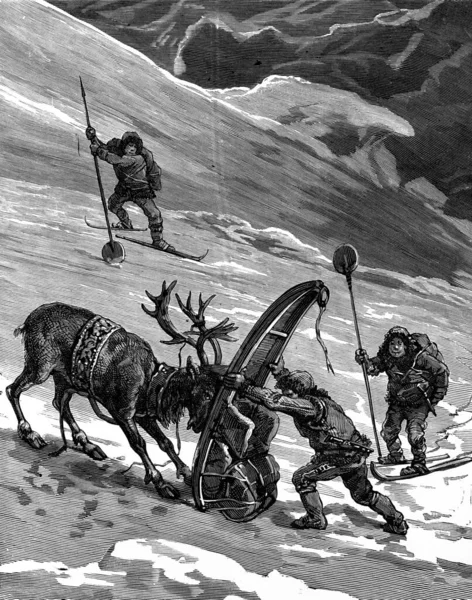 Lapps Reindeer Movements Sometimes Cranky Vintage Engraving — Stock Photo, Image