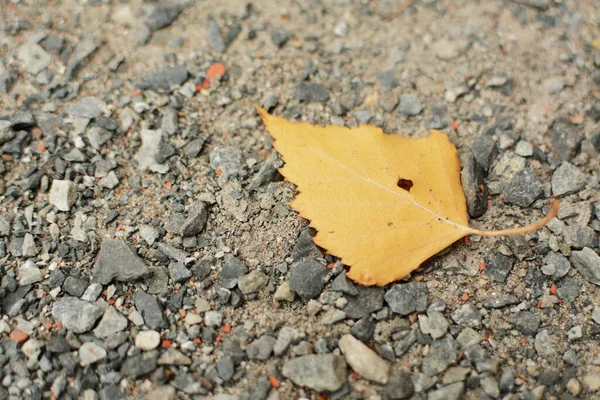 Желтый Осенний Лист Старом Разрушенном Асфальте — стоковое фото