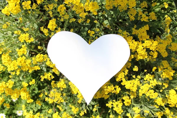 Coração Branco Alyssum Doce — Fotografia de Stock