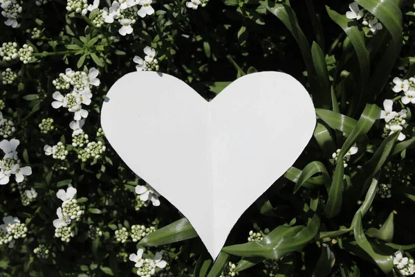 Bílé Srdce Sladké Alyssum — Stock fotografie
