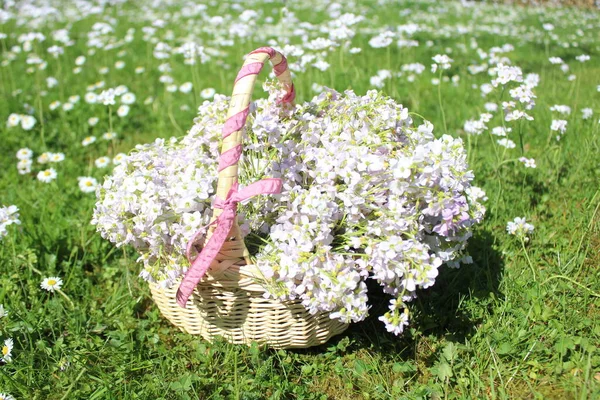 草甸上篮子里的杜鹃花 — 图库照片