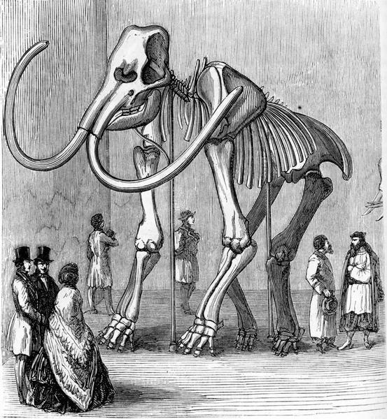 Luuranko Siperian Mammoth Säilyttää Museossa Vintage Kaiverrus — kuvapankkivalokuva