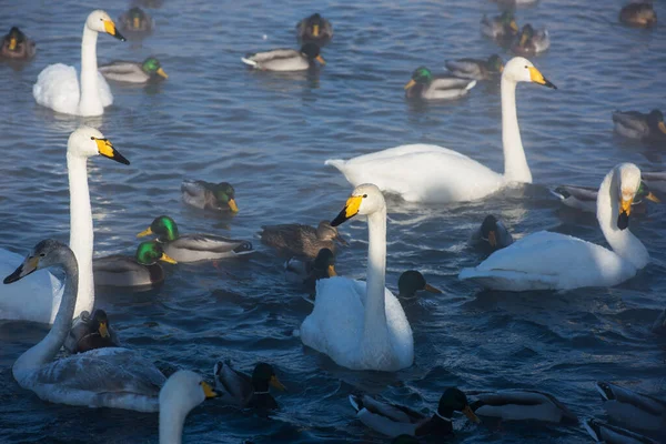 Los Cisnes Nadan Lago —  Fotos de Stock