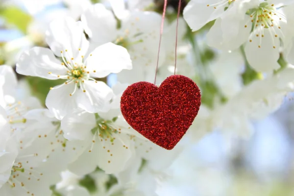 Çiçek Açan Kiraz Ağacında Kırmızı Kalp — Stok fotoğraf