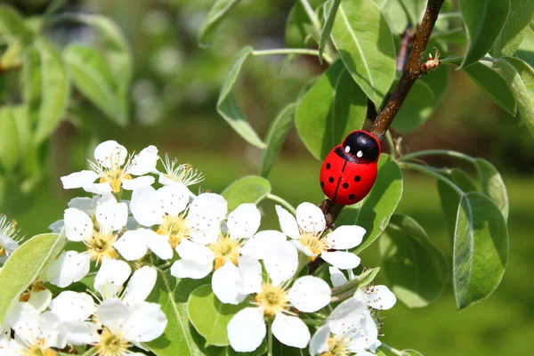 Ladybug Uma Árvore Pêra Florescente — Fotografia de Stock