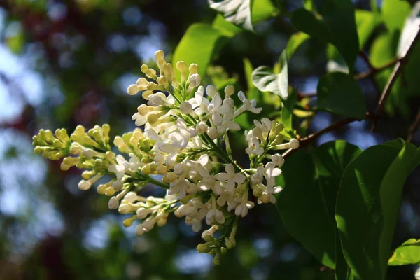 White Lilac Garden Spring — Stock Photo, Image