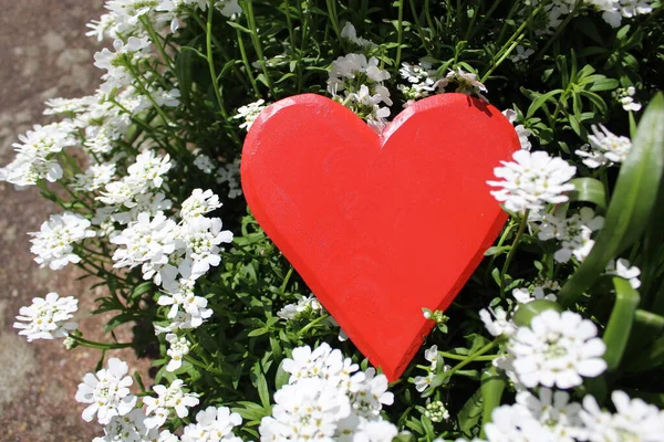 Coração Vermelho Flores Primavera — Fotografia de Stock
