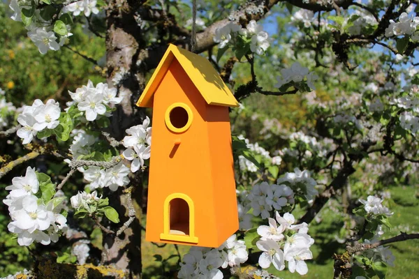 Domek Dla Ptaków Kwitnącej Jabłoni — Zdjęcie stockowe