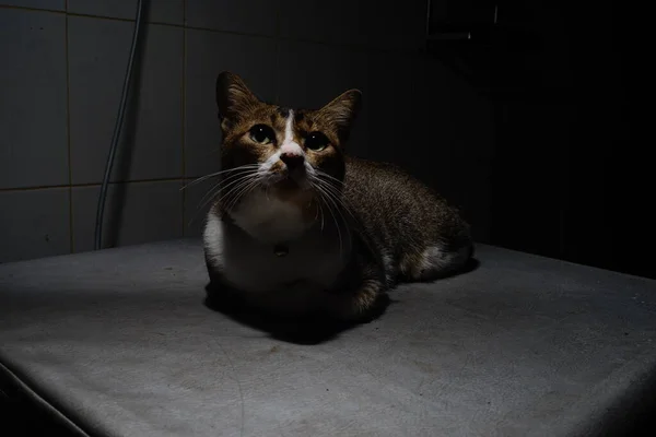 Thai Cat Lie Lowlight — Stock Photo, Image