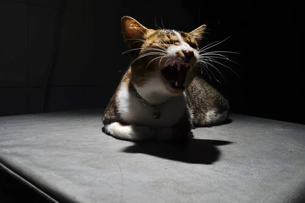 Gato Tailandés Parece Una Amenaza Luz Baja Enfoque Desenfoque — Foto de Stock