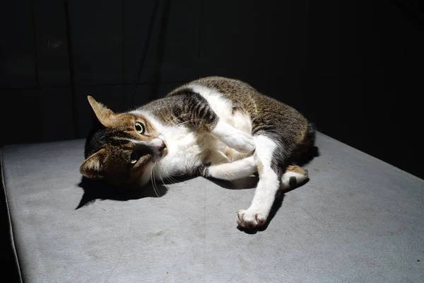Die Thailändische Katze Legt Sich Hin — Stockfoto