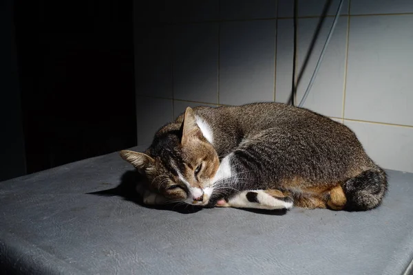 Die Thailändische Katze Sieht Aus Wie Schläfrig — Stockfoto