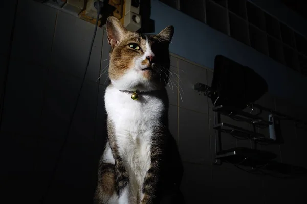 Gato Tailandês Senta Quarto Escuro — Fotografia de Stock