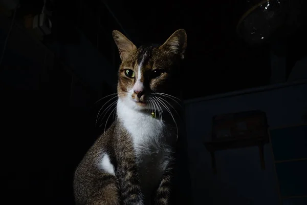 Γάτα Thai Flop Ένα Σκοτεινό Δωμάτιο — Φωτογραφία Αρχείου