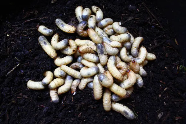 Gübre Yığınında Gül Chafer Larvaları — Stok fotoğraf