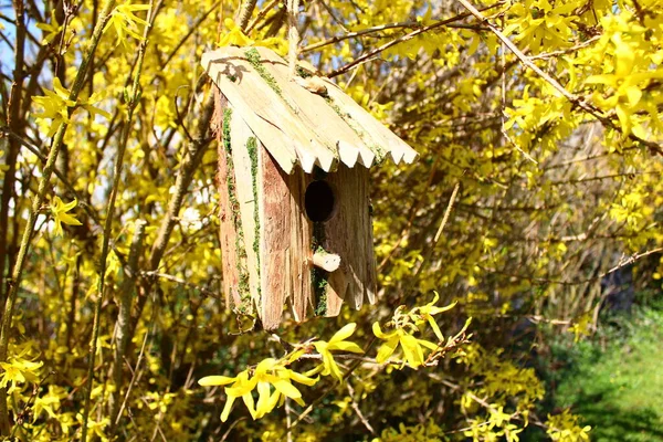 Maison Oiseaux Dans Forsythia Florissante — Photo