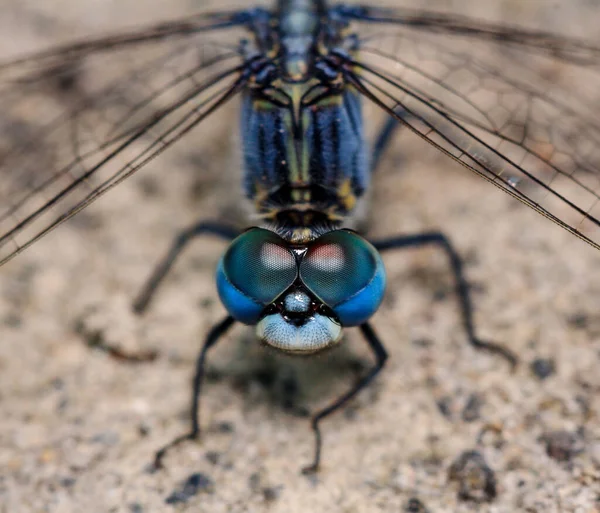 Nahaufnahme Der Libelle Der Natur — Stockfoto