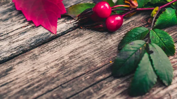 Stillleben Von Pflanzen Herbst Eiche Hagebutten Trauben Blättern — Stockfoto