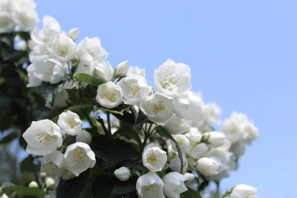 Белый Жасмин Саду — стоковое фото