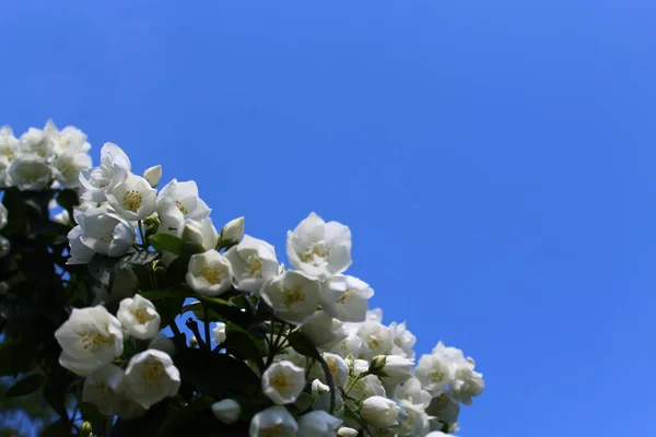 Белый Жасмин Саду — стоковое фото