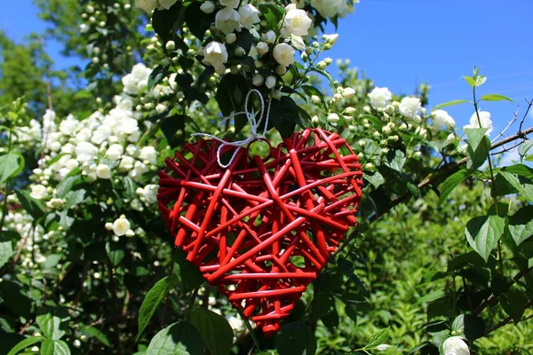 Romantické Červené Srdce Jasmínu — Stock fotografie
