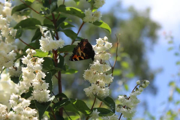 Motyl Jaśminu Ogrodzie — Zdjęcie stockowe