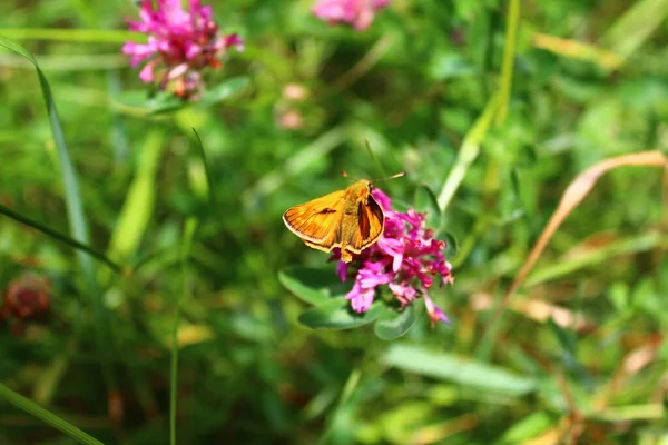 Vue Rapprochée Papillon Dans Nature — Photo