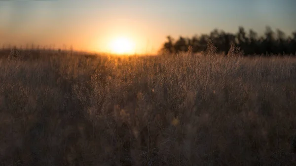 Ruhe Des Landes Wiese Sonnenaufgang Landschaft Hintergrund — Stockfoto