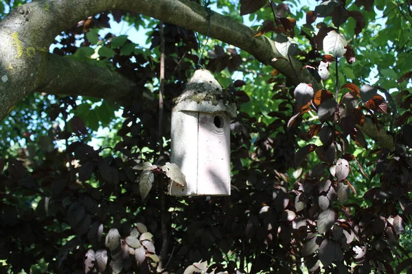 クルミの木の鳥の家 — ストック写真