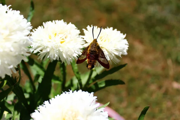 Hummingbird Hawk Moth Flower — Stock Photo, Image