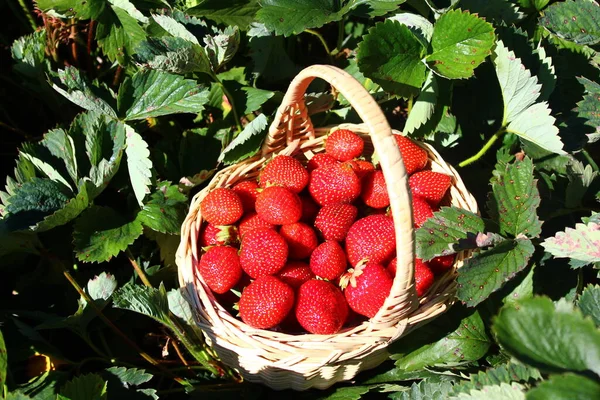 Close View Delicious Fresh Strawberries — Stock Photo, Image