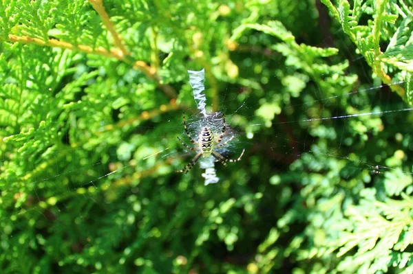 Bahçedeki Eşek Arısı Örümceği — Stok fotoğraf