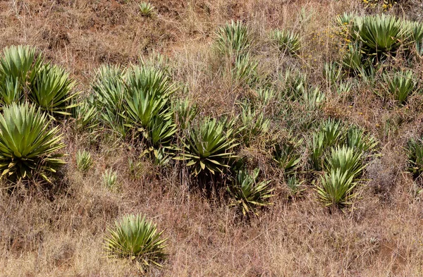 Widok Bliska Świeżego Zielonego Aloe Vera Organicznych — Zdjęcie stockowe