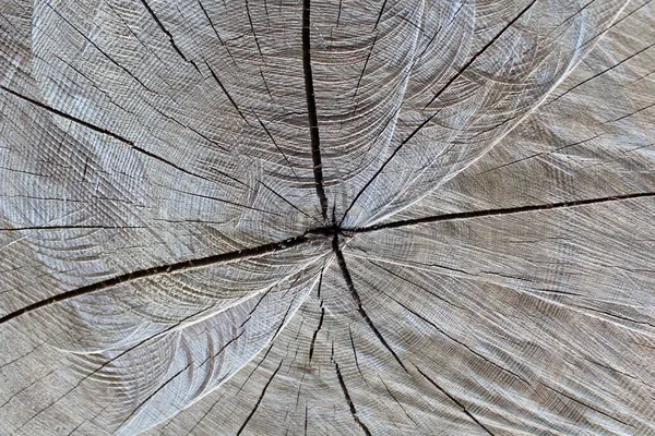 Estrutura Tronco Árvore Contexto Natureza — Fotografia de Stock