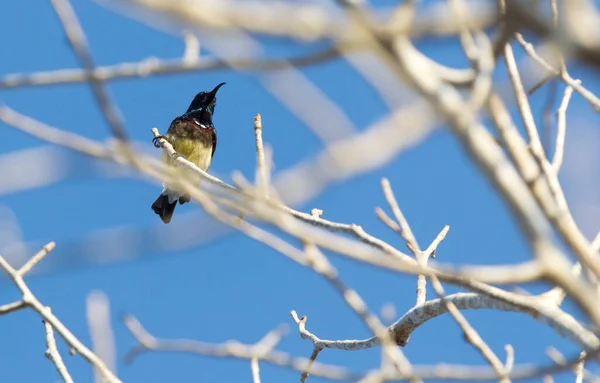 Zblízka Pohled Ptáka Přírodním Prostředí — Stock fotografie