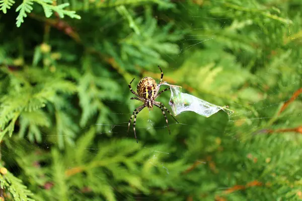 Örümcek Ağıyla Örümceğin Yakın Çekimi — Stok fotoğraf