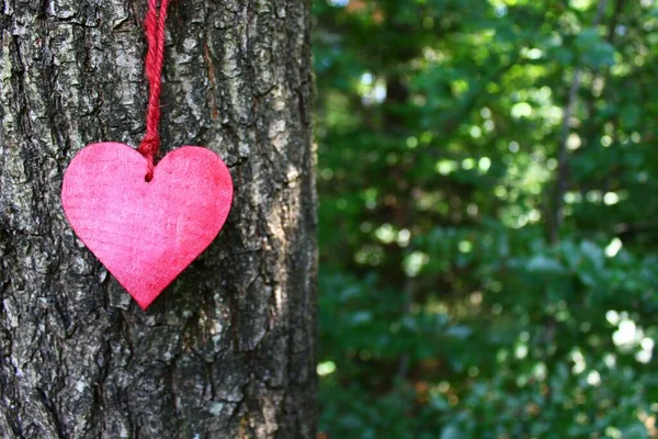 Coração Vermelho Uma Árvore — Fotografia de Stock