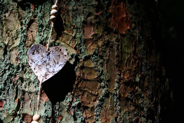 Coração Uma Árvore — Fotografia de Stock