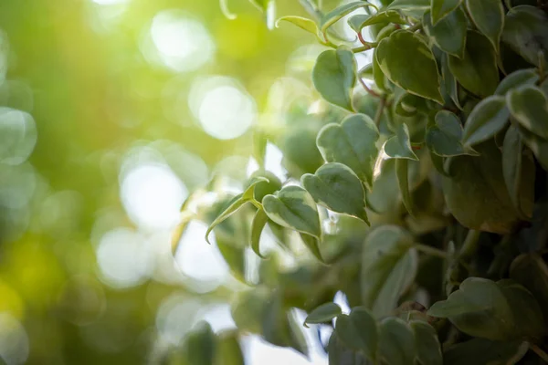 Крупним Планом Зелений Лист Під Сонячним Світлом Саду — стокове фото
