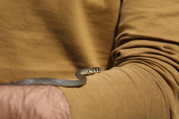 Schlangen Und Reptilien Die Weiße Schlange — Stockfoto