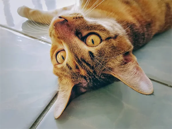 Κοντινό Πλάνο Πρόσωπο Μιας Τζίντζερ Γάτας Ξαπλωμένη Στο Πάτωμα — Φωτογραφία Αρχείου