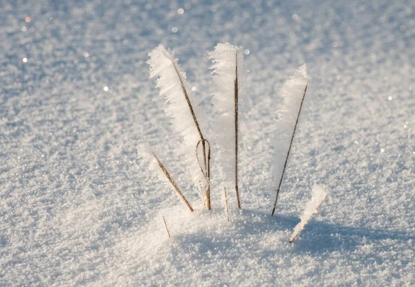 Kar Tarlasında Donmuş Çim Dalı — Stok fotoğraf
