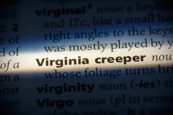 Слово Virginia Creaper Выделенное Словаре Крупным Планом — стоковое фото