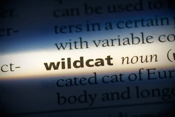 Wildcat Word Evidenziata Nel Dizionario Vista Vicino — Foto Stock