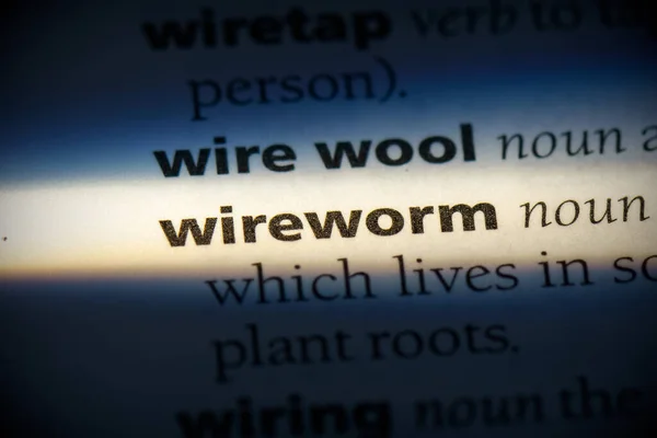 Wireworm Słowo Podświetlone Słowniku Widok Bliska — Zdjęcie stockowe