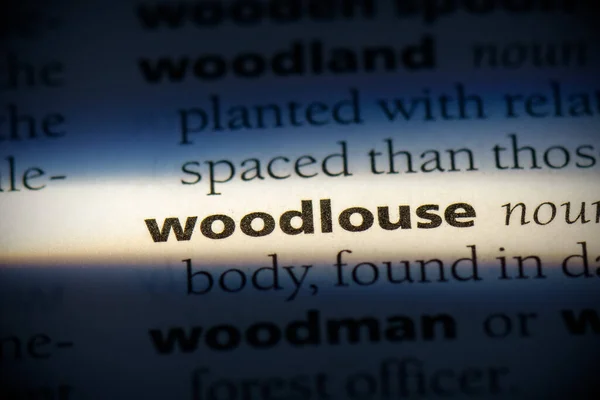 Слово Woodlouse Выделенное Словаре Крупным Планом — стоковое фото