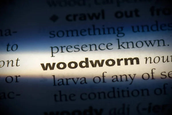 Woodworm Word Destacado Dicionário Close View — Fotografia de Stock