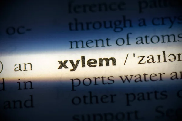 Xylem Wort Hervorgehoben Wörterbuch Nahaufnahme — Stockfoto