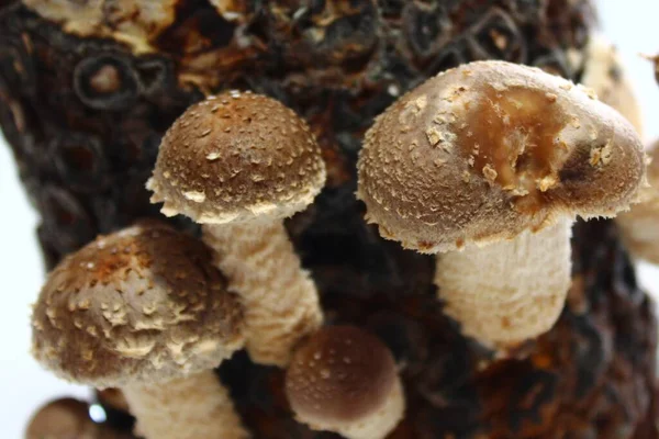 Close Shot Shiitake Mushroom Substrate — Stock Photo, Image